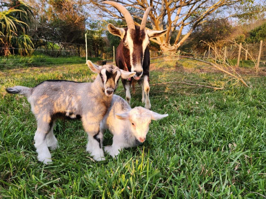 Commercial Property for Sale in Eastford Western Cape